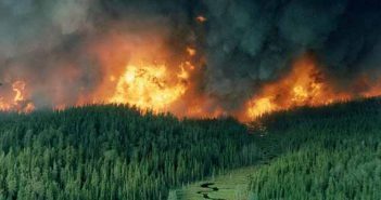 Ali Kenanoğlu: Orman yakarak vatan kurtarmak veya intikam almak!