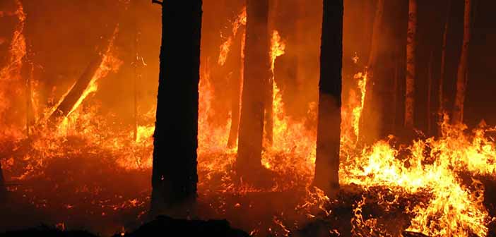5 yılda çıkan 10 bin 130 orman yangınının 5 bin 862’sinin çıkış nedeni aydınlatılamamış