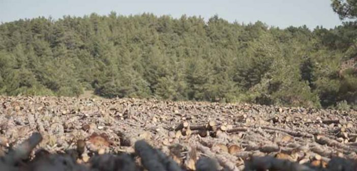 Kazdağları: Tüm yönleriyle tartışmalı maden projesi