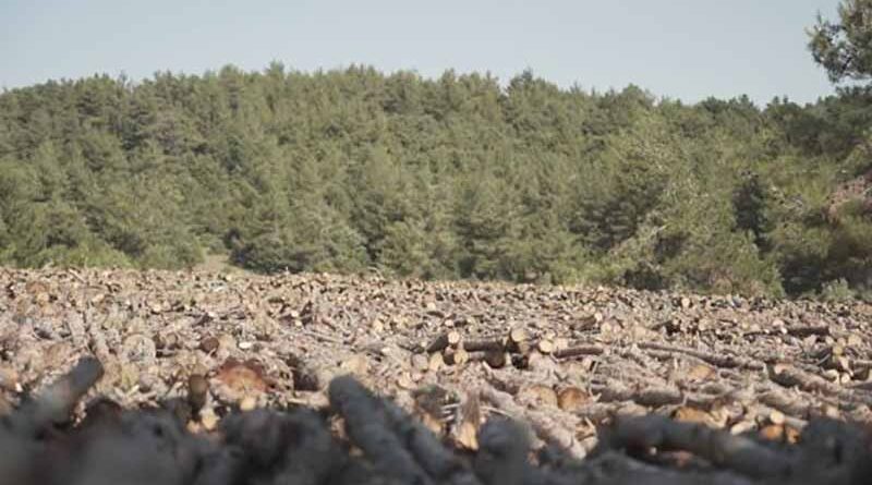 Kazdağları: Tüm yönleriyle tartışmalı maden projesi