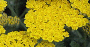 Civanperçemi - Achillea millefolium