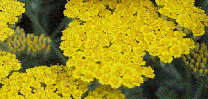 Civanperçemi - Achillea millefolium