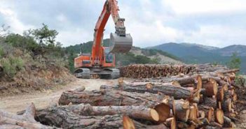 Ağaçlandırma Seferberliği Ormanlardaki Yıkımı Önler mi? - Erdoğan Atmiş