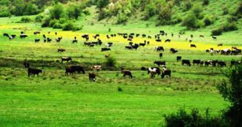 Meralara inşaat, kıyılara millet bahçesi: Talanda "durmak yok"