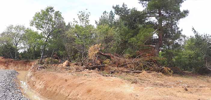 Kazdağları’na RES Tehdidi: İnşaat İçin Ormana Kaçak Beton Döküldü, 5 Bin Ağaç Kesilecek