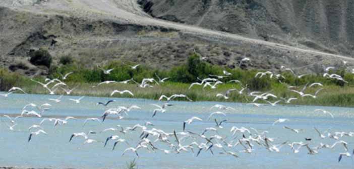 Bir Doğa Katliamı Projesi Daha: Kuş Cennetine Santral Yapılacak