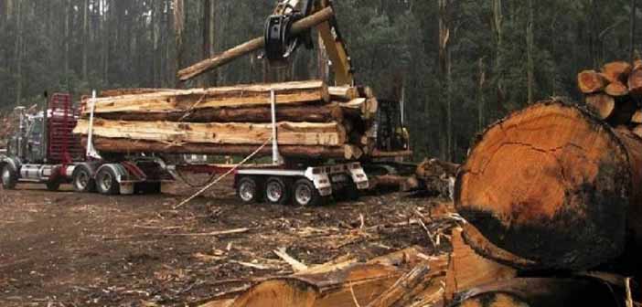 Korona Döneminde Orman Katliamı Yüzde 150 Arttı