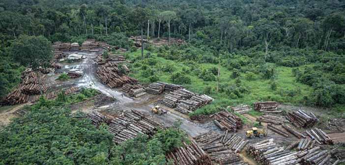 Ormansızlaştırma Hız Kesmeden Sürüyor Hatta Daha Çok Arttı