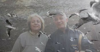 Karıncalar Büyüknohutçu Çifti İçin Toplanıyor